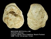 MIOCENE-SERRAVALLIAN Crepidula gibbosa